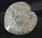 Micraster cf. schroederi STOLLEY 1891 - Bild &copy; FossNet FossilienStore
